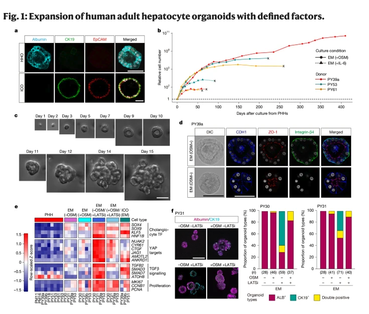 Generation of human adult hepatocyte organoids with metabolic functoins 이미지 1