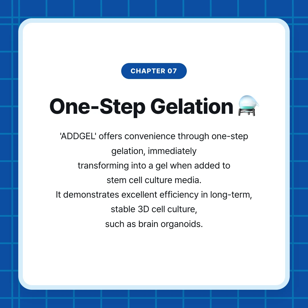 chapter 07. One-Step Gelation ⚗️. 'ADDGEL' offers convenience through one-step gelation, immediately transforming into a gel when added to stem cell culture media. It demonstrates excellent efficiency in long-term, stable 3D cell culture, such as brain organoids.
