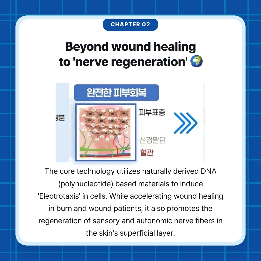 chapter 02. Beyond wound healing to 'nerve regeneration' 🌍. The core technology utilizes naturally derived DNA (polynucleotide) based materials to induce 'Electrotaxis' in cells. While accelerating wound healing in burn and wound patients, it also promotes the regeneration of sensory and autonomic nerve fibers in the skin's superficial layer.