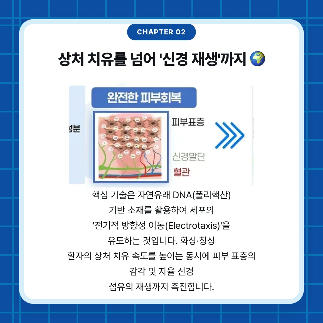 chapter 02. 상처 치유를 넘어 '신경 재생'까지 🌍. 핵심 기술은 자연유래 DNA(폴리핵산) 기반 소재를 활용하여 세포의 '전기적 방향성 이동(Electrotaxis)'을 유도하는 것입니다. 화상·창상 환자의 상처 치유 속도를 높이는 동시에 피부 표층의 감각 및 자율 신경 섬유의 재생까지 촉진합니다.