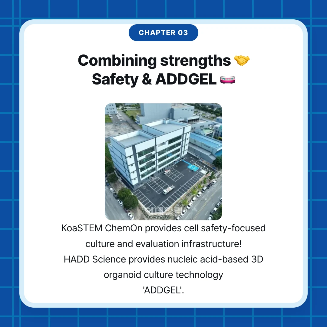 chapter 03. Combining strengths 🤝 Safety & ADDGEL 🧫. KoaSTEM ChemOn provides cell safety-focused culture and evaluation infrastructure! HADD Science provides nucleic acid-based 3D organoid culture technology 'ADDGEL'.