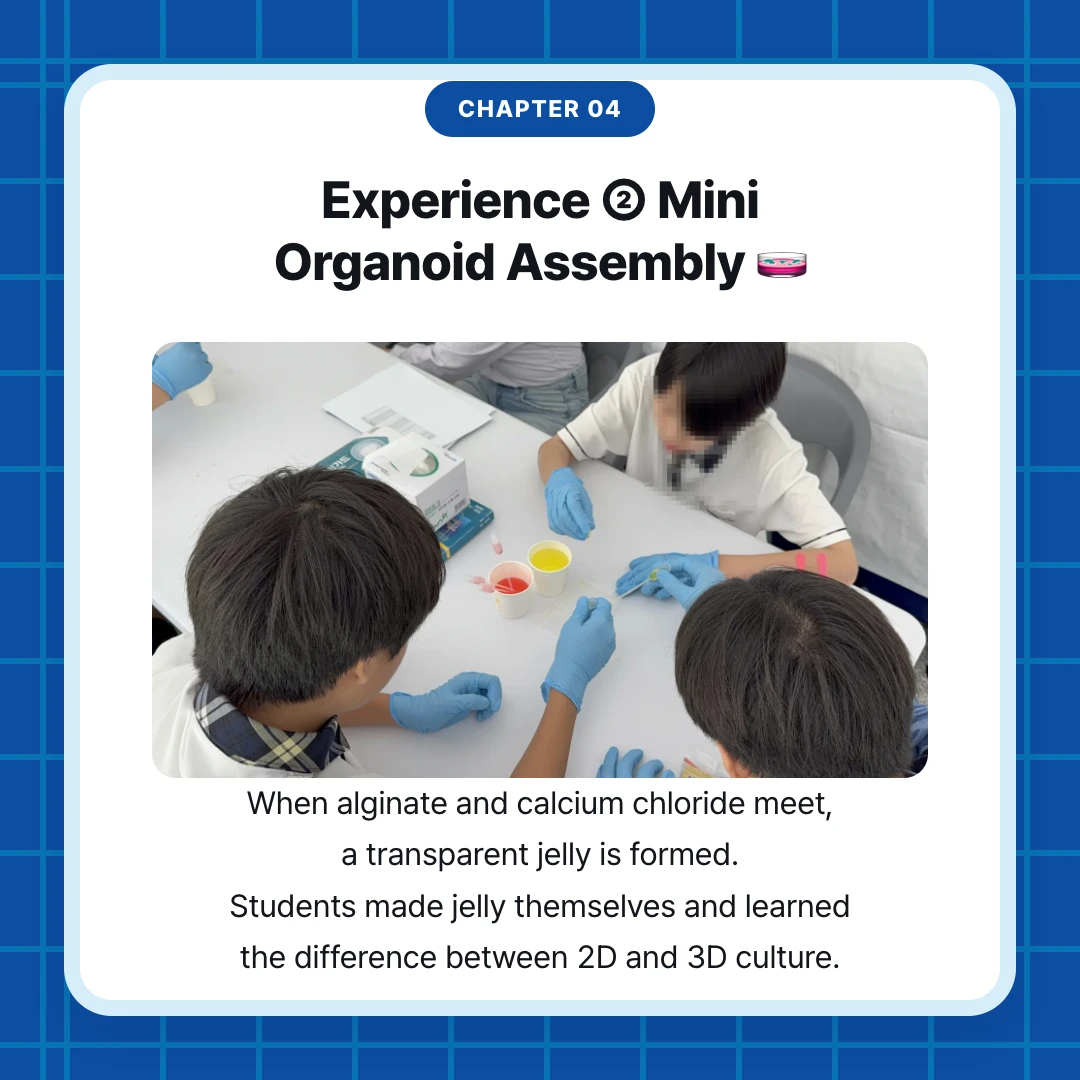 chapter 04. Experience ② Mini Organoid Assembly 🧫. When alginate and calcium chloride meet, a transparent jelly is formed. Students made jelly themselves and learned the difference between 2D and 3D culture.